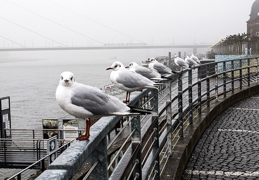 Seagulls