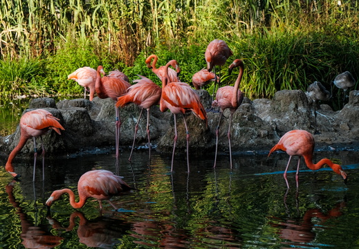 Flamingos