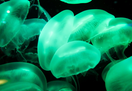 Jellyfish